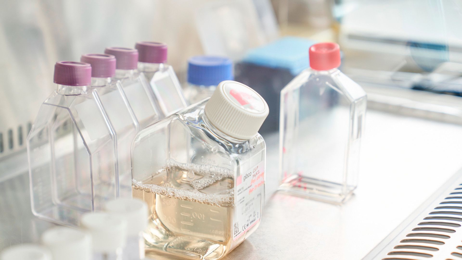 A row of vials in a rack