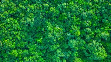 Nature image